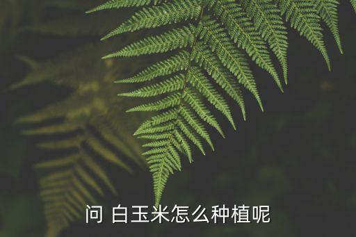 問 白玉米怎么種植呢