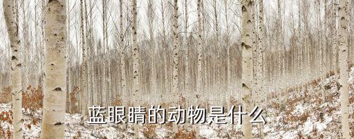 藍眼睛的動物是什么