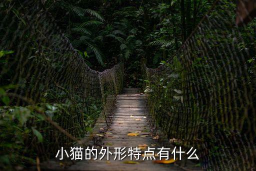 小貓的外形特點，小貓的外形特點有什么
