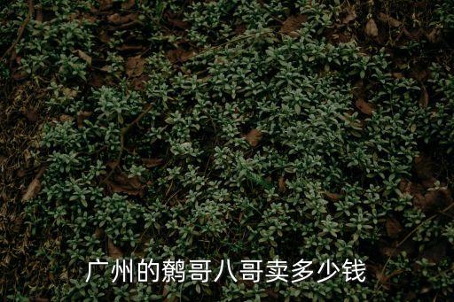 廣州的鷯哥八哥賣多少錢