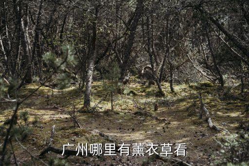 廣州看熏衣草花的景點，廣州哪里有薰衣草看