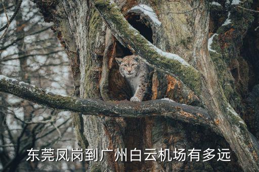 鳳崗到廣州機(jī)場(chǎng)有多遠(yuǎn)，從東莞市鳳崗鎮(zhèn)到廣州白云機(jī)場(chǎng)有沒(méi)直達(dá)車(chē)