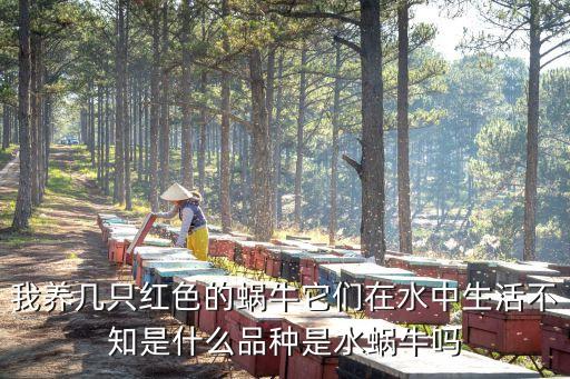 紅蝸牛，我養幾只紅色的蝸牛它們在水中生活不知是什么品種是水蝸牛嗎