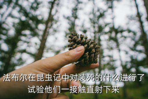 大頭黑步甲，法布爾在昆蟲記中對裝死的什么進行了試驗他們一接觸直射下來