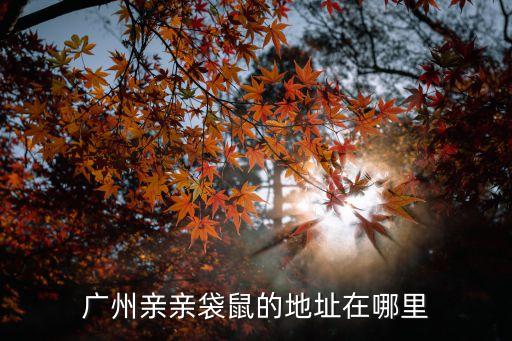 廣州親親袋鼠的地址在哪里