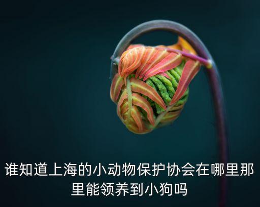 上海市流浪動物保護協會，上海動物保護協會