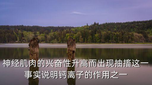 神經(jīng)肌肉的興奮性升高而出現(xiàn)抽搐這一事實(shí)說明鈣離子的作用之一