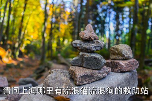 請問上海哪里有流浪貓流浪狗的救助站