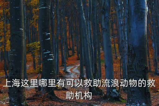 上海市流浪狗救助，請問上海哪里有流浪貓流浪狗的救助站