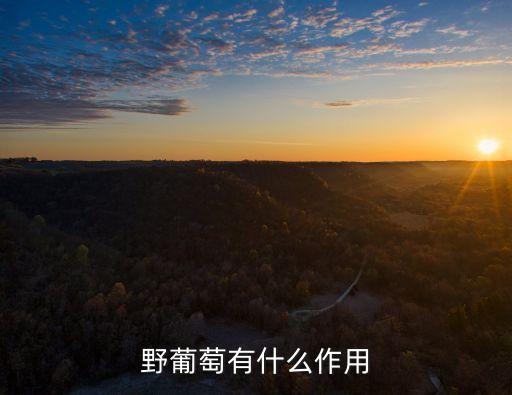 野葡萄有什么作用