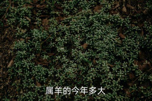 屬羊的今年多大