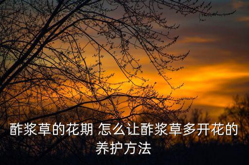 酢漿草的花期 怎么讓酢漿草多開花的養護方法