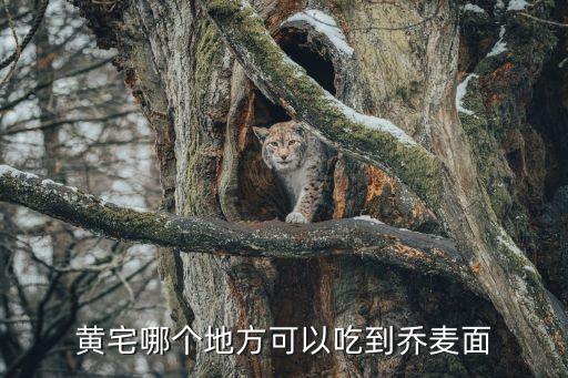 黃宅哪個(gè)地方可以吃到喬麥面