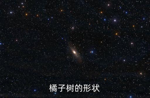 橘子樹，橘子樹長什么樣子
