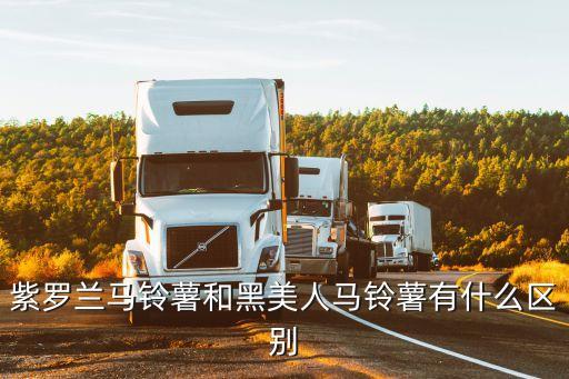 紫羅蘭馬鈴薯和黑美人馬鈴薯有什么區別