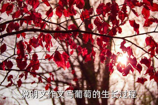 說明文作文寫葡萄的生長過程