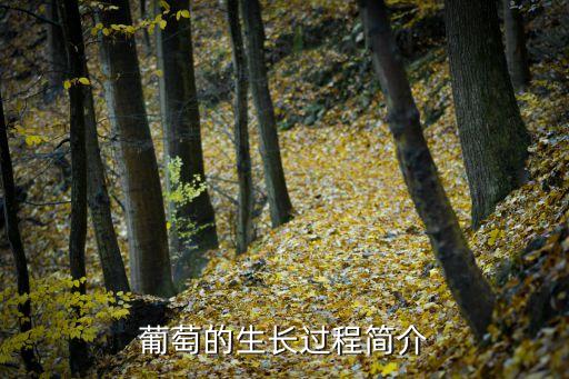 葡萄的生長(zhǎng)過(guò)程，葡萄一年的生長(zhǎng)發(fā)育分哪些時(shí)期