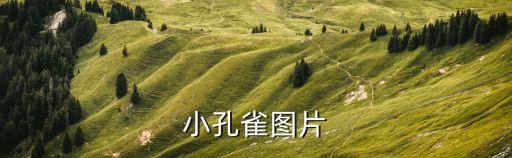 孔雀的圖片，孔雀開屏的矢量圖需發矢量原圖