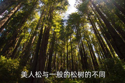 美人松,長白山美人松被譽為第一奇松