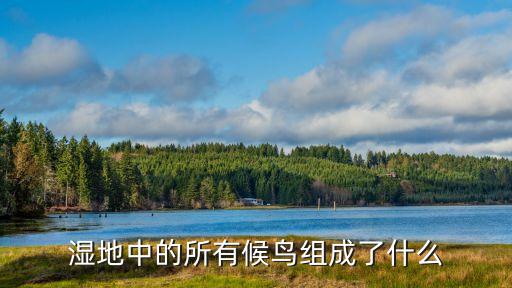 濕地候鳥,上涉湖濕地公園鳥類如何找到棲息地的濕地?