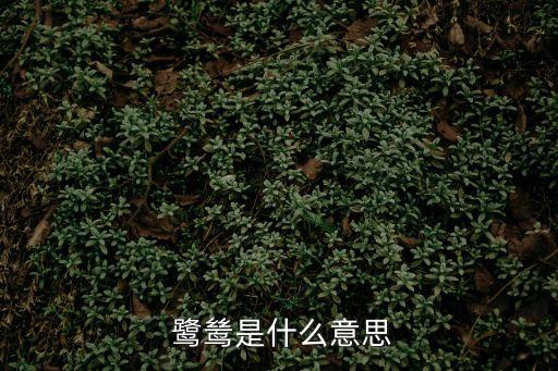  鷺鷥是什么意思