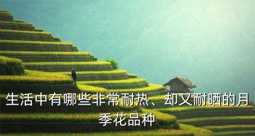 生活中有哪些非常耐熱、卻又耐曬的月季花品種