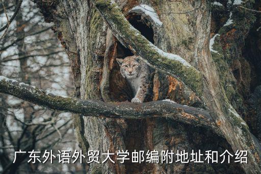 廣州外貿大學,廣州外語外貿大學是幾所學院?