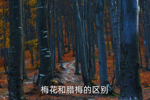 臘梅是什么顏色,臘梅花開了嗎?紅色臘梅是染色的?