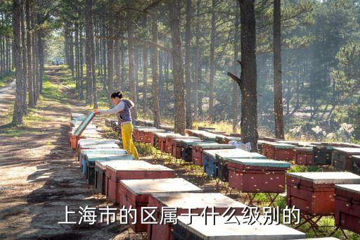 城市更新 上海市委，上海市的區屬于什么級別的