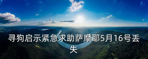 上海市寶山區尋狗啟示，上海吳涇寶秀路的一家寵物店 殺死一只蘇牧 是真的么