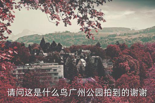 請問這是什么鳥廣州公園拍到的謝謝