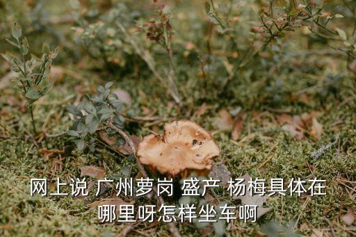網上說 廣州蘿崗 盛產 楊梅具體在哪里呀怎樣坐車啊
