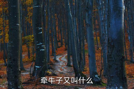 牽牛子的別名，有味藥牽牛子治什麼