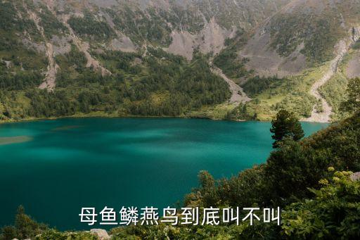 魚鱗燕鳥的叫聲，有魚鱗燕鳥叫內(nèi)存卡嗎