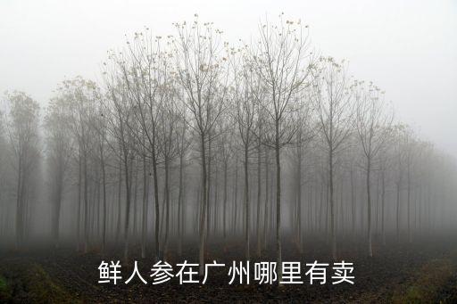 鮮人參在廣州哪里有賣