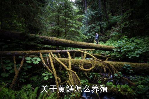 養(yǎng)黃鱔，關(guān)于黃鱔怎么養(yǎng)殖