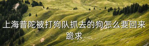 上海普陀被打狗隊抓去的狗怎么要回來跪求