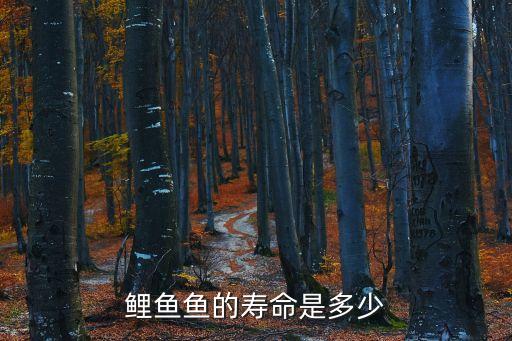鯉魚壽命，鯉魚魚的壽命是多少