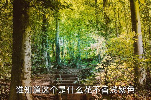 誰知道這個是什么花不香淺紫色