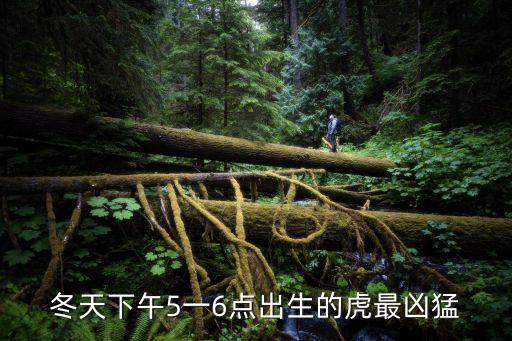 冬天下午5一6點出生的虎最兇猛