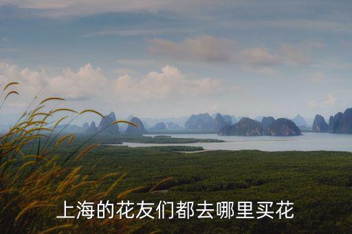 上海市月季花市場(chǎng)，上海目前 哪個(gè)花店有 月季