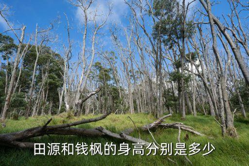 錢楓身高，田源和錢楓的身高分別是多少