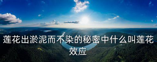 蓮花效應，什么叫蓮花效應