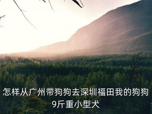 泰迪我們從廣州帶去深圳可以嗎，怎樣從廣州帶狗狗去深圳福田我的狗狗9斤重小型犬