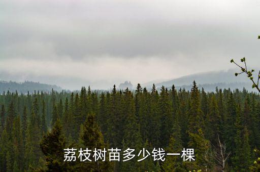 荔枝樹苗，荔枝小樹苗長得什么樣子