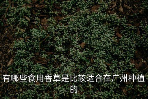 有哪些食用香草是比較適合在廣州種植的