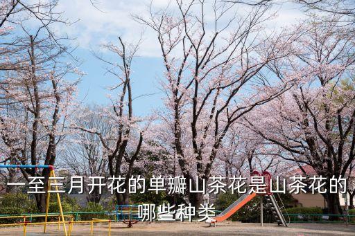 一至三月開花的單瓣山茶花是山茶花的哪些種類