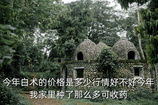 今年白術的價格是多少行情好不好今年我家里種了那么多可收藥