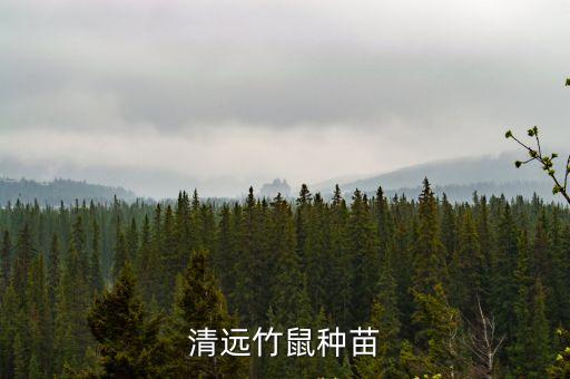 清遠(yuǎn)竹鼠種苗