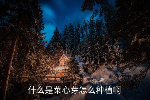 什么是菜心芽怎么種植啊